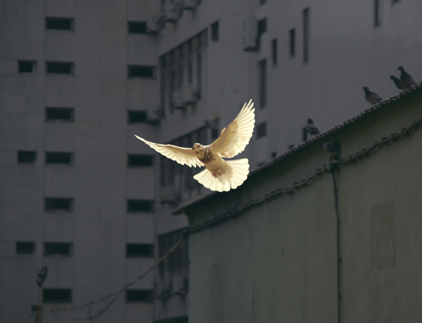 Qui est le Saint-Esprit ?
